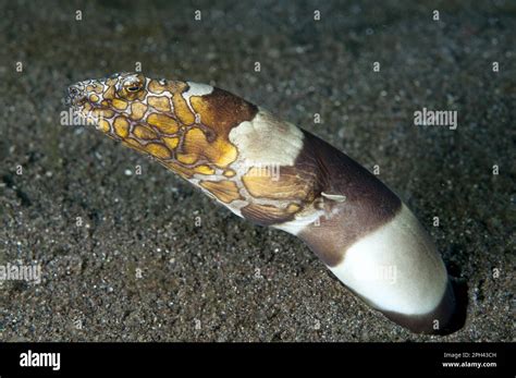 snake fish eel|Snake eel .